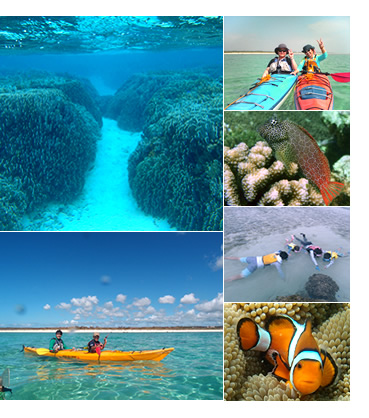 �Ί_�����ۃJ���b�N�i�J�k�[�j�V���m�[�P�����O�����̌��c�A�[