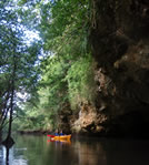 石垣マングローブ半日体験カヌーツアー